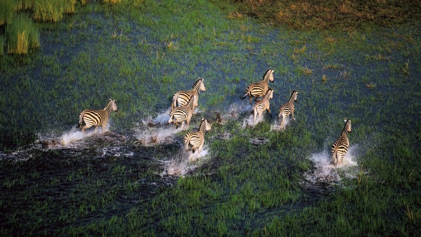 Zebra family running through the wetlands of the Okavango Delta