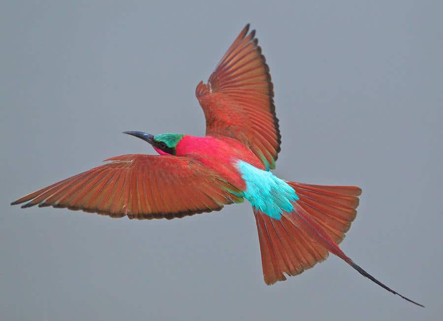 The Carmine bee-eater is a vibrant bird