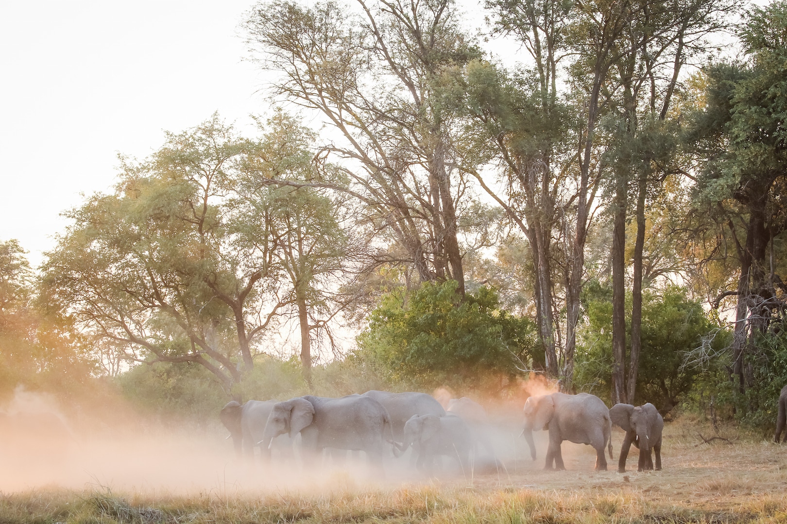 Elephants in Moremi (credit Rachel Lang)
