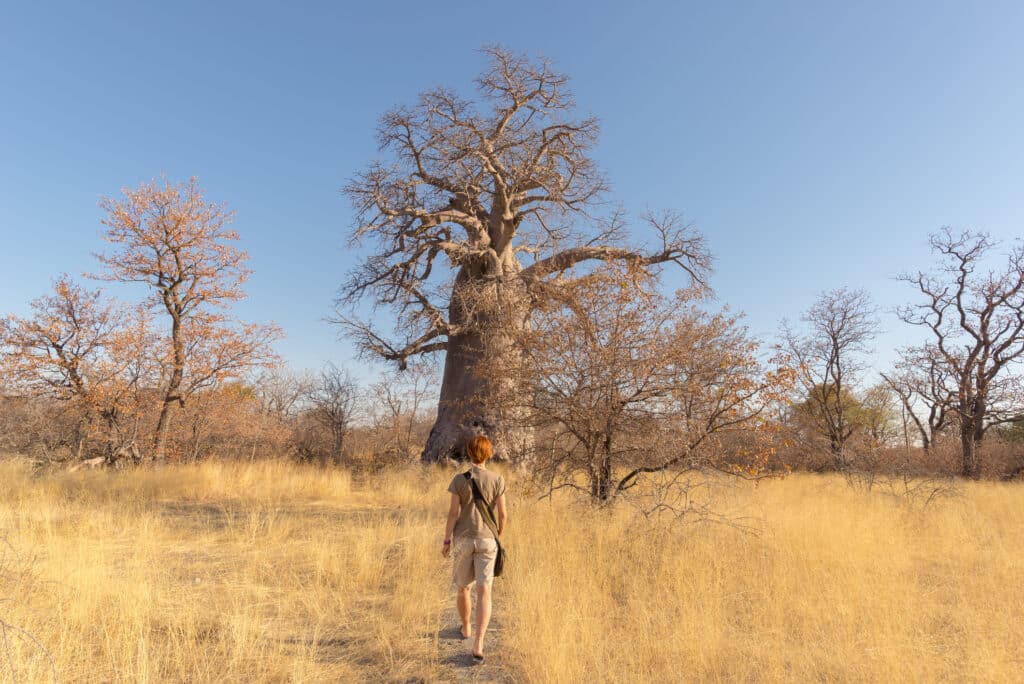 Tourist walking in the african savannah towards baobab tree