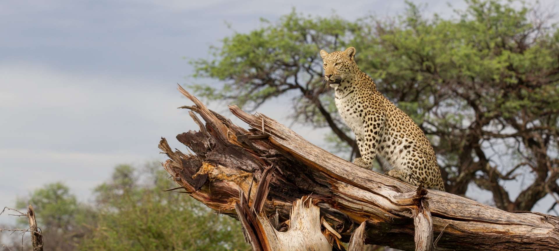 Leopard are elusive and not easily sighted