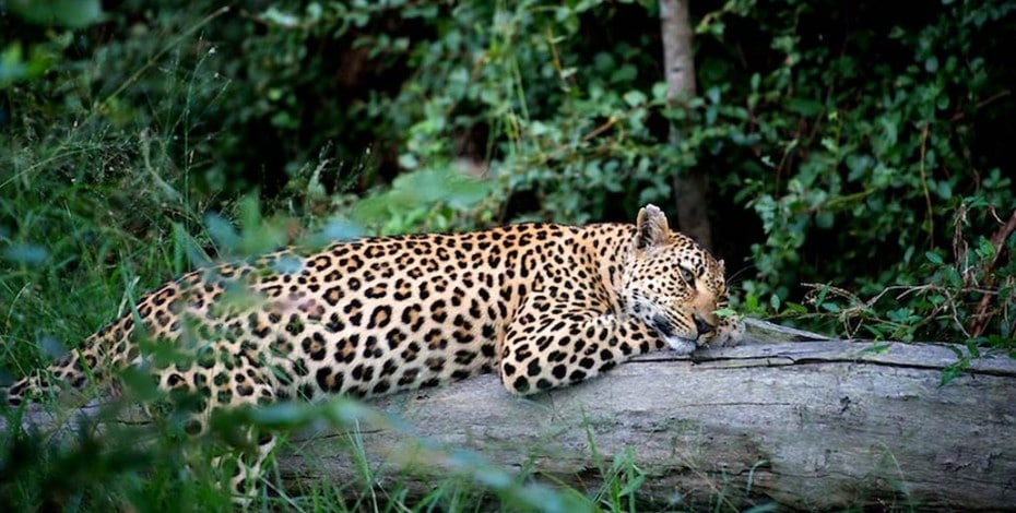 Stunning Leopard in the wild