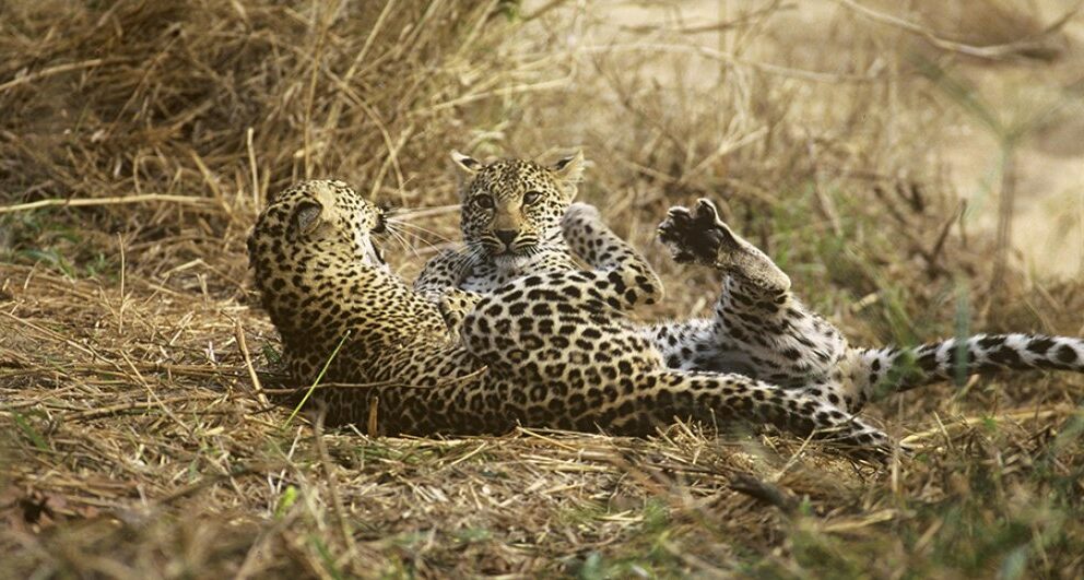 Lodge Review: Dulini Lodge, Dulini Private Game Reserve