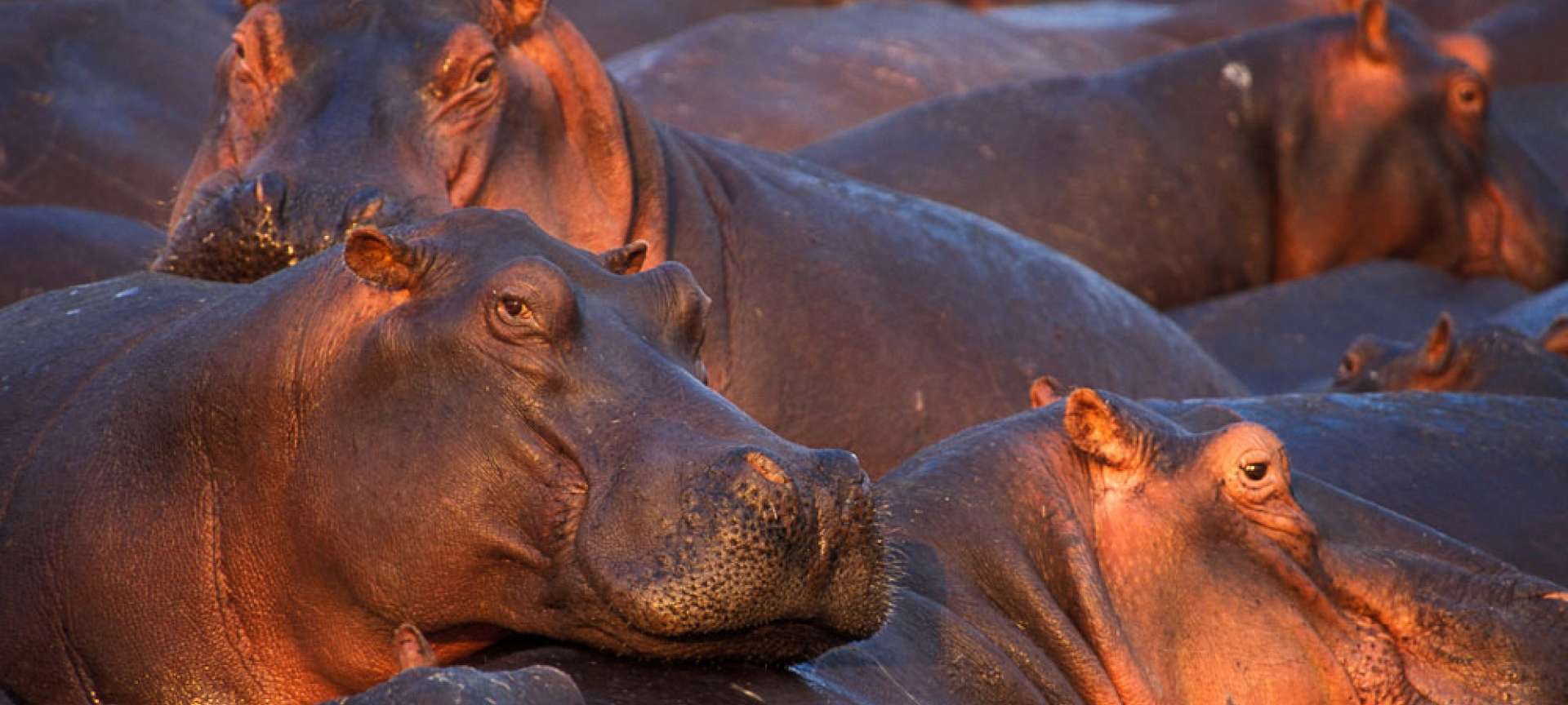 Hippos in Moremi