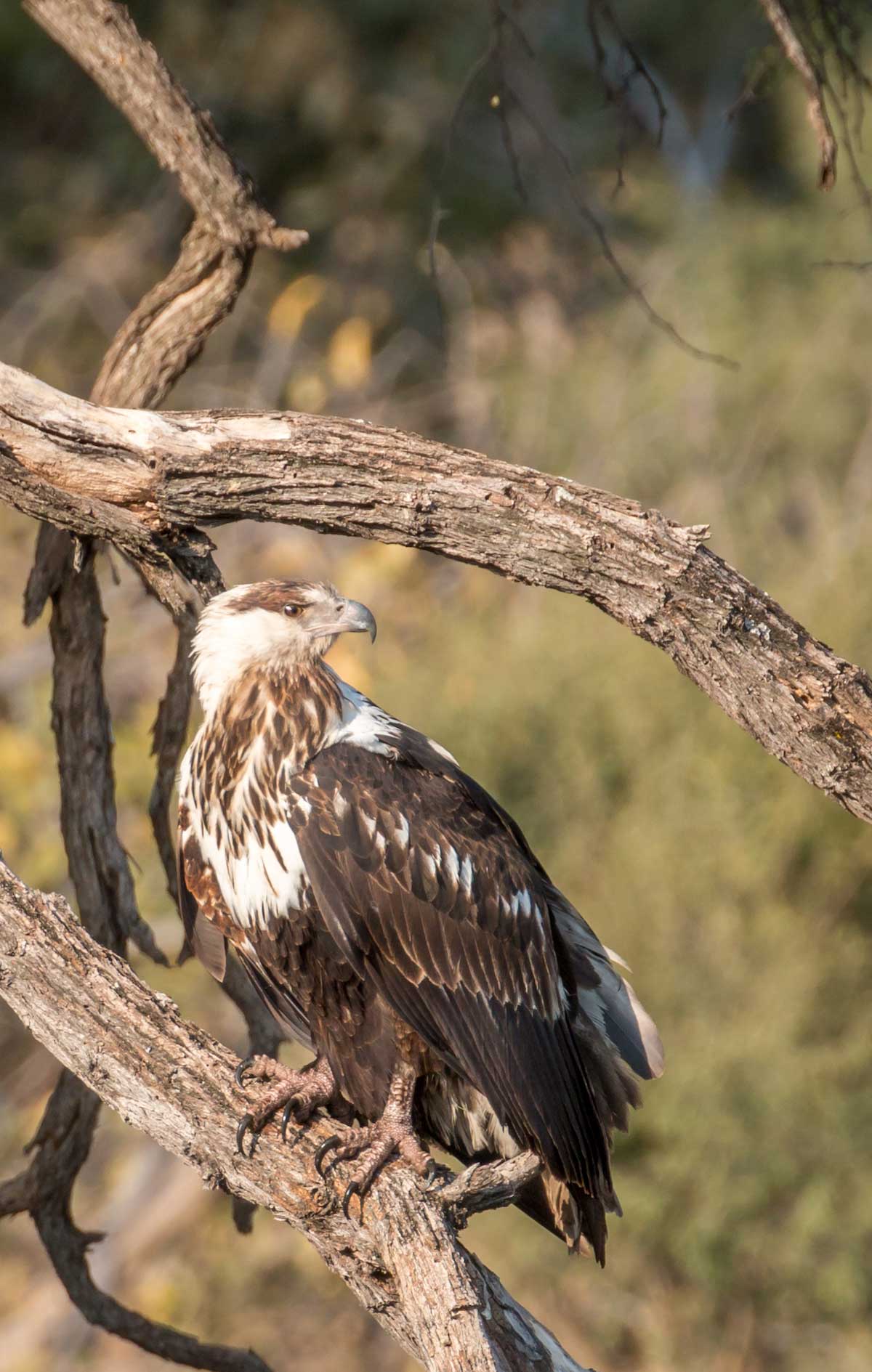 Juvenile Fish eagle in Botswana (credit Rachel Lang)
