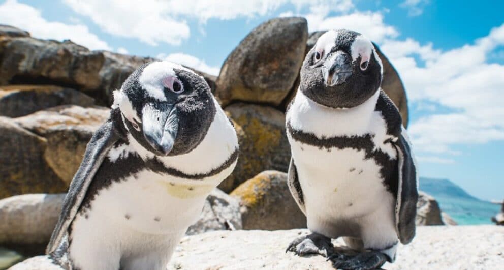 Featured Destination of the Month: Cape Town