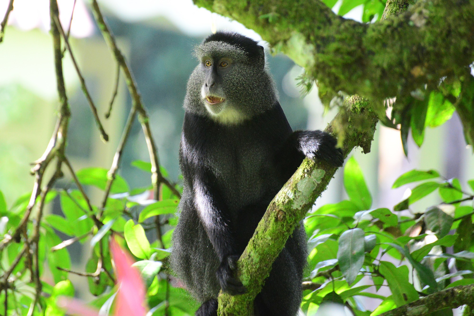 Blue-Monkey-Kakamega-Forest-National-Reserve-Kenyas-Forest-Parks
