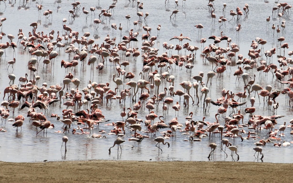 Flamingos in Lake Manyara Tanzania
