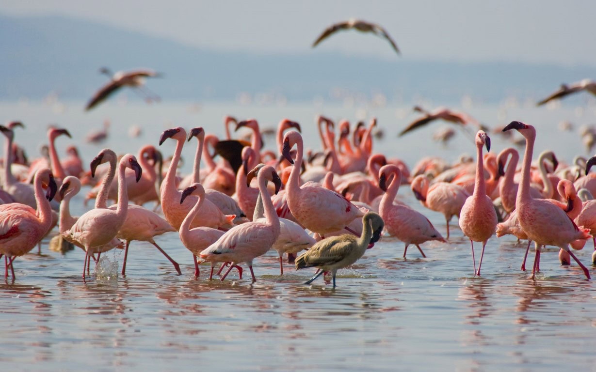 Flamingos in Lake Nakuru Kenya, which can be seen on safari