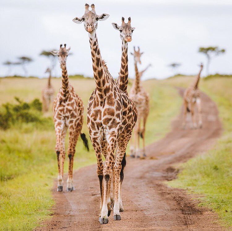 Giraffe in Kenya