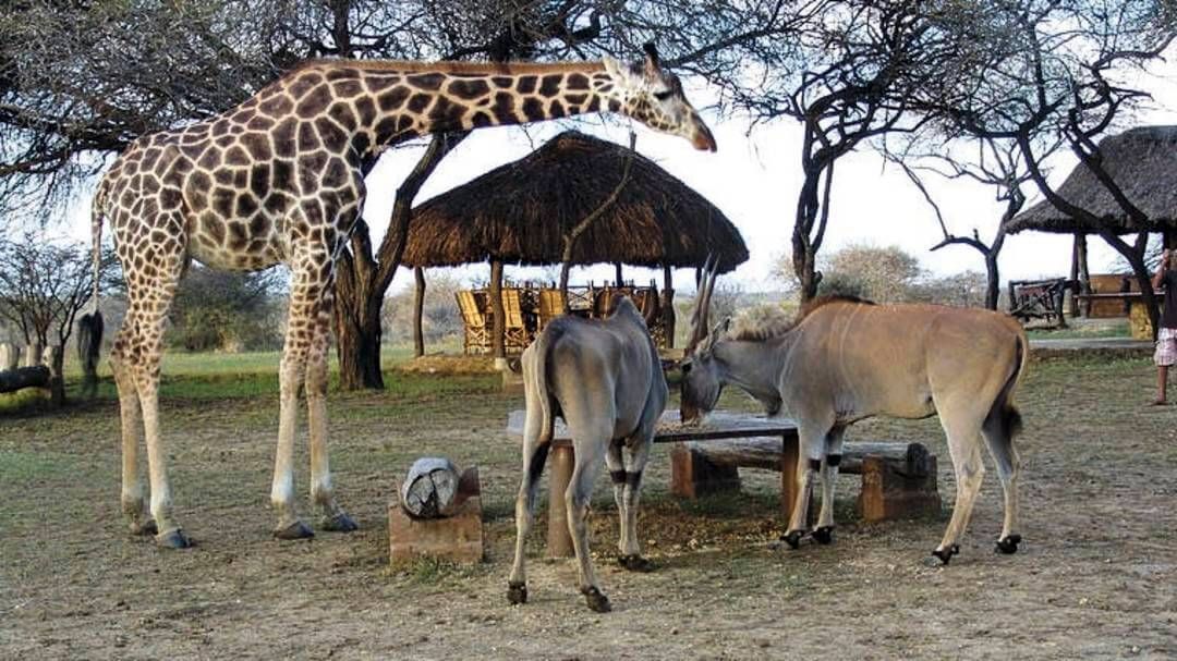 Giraffes_Haller Park_Kenya