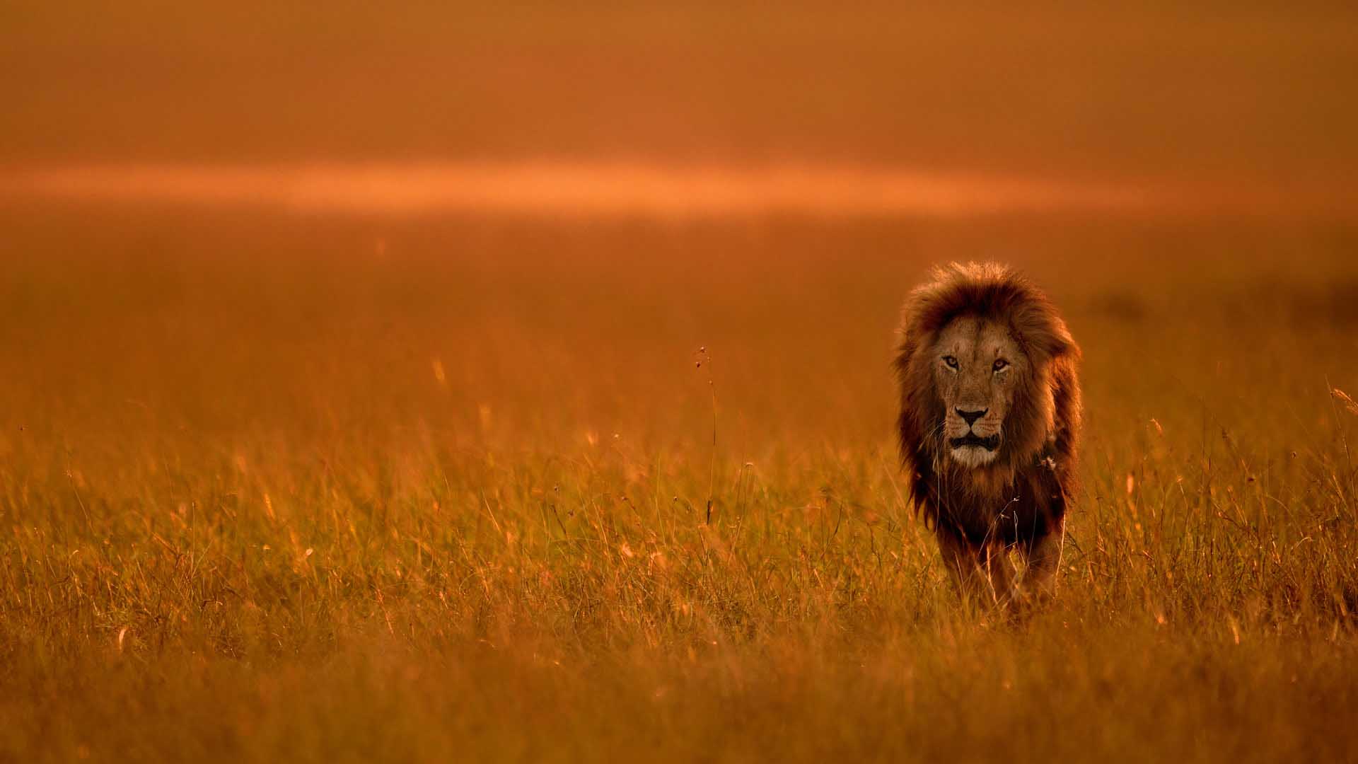 Male lion in Kenya