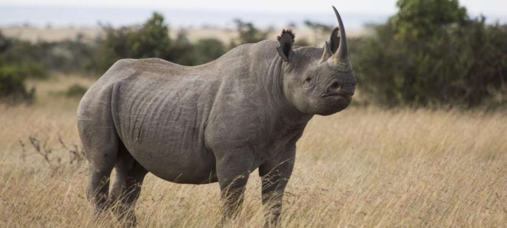 Rhino_Kenya_Wildlife
