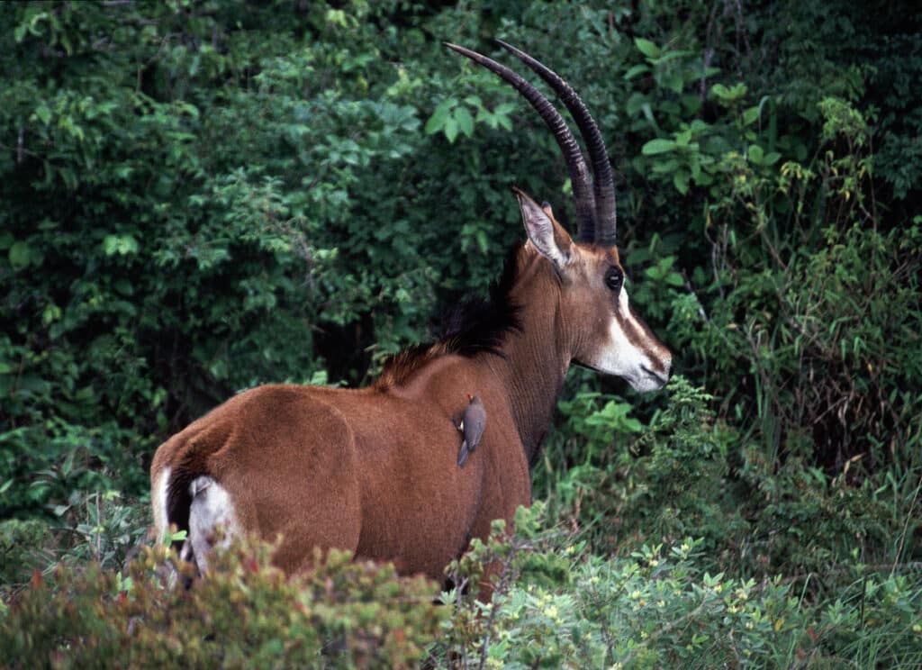 Sable Antelope with Red-billed Oxpecker