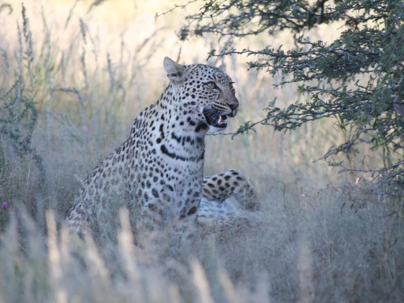 Leopards are elusive and can be more easily spotted on foot, with a guide
