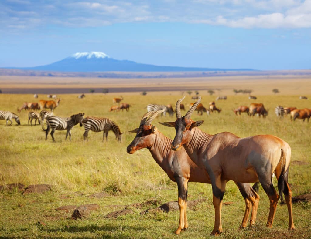 Antelopes and zebras in Kenya