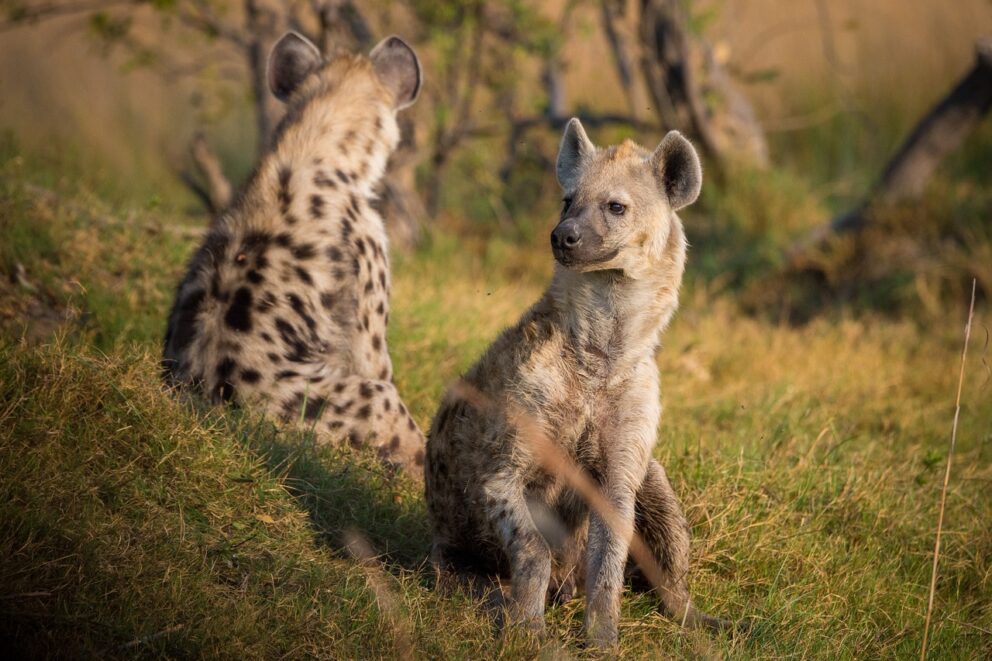 Spotted hyenas in Masai Mara, Kenya.