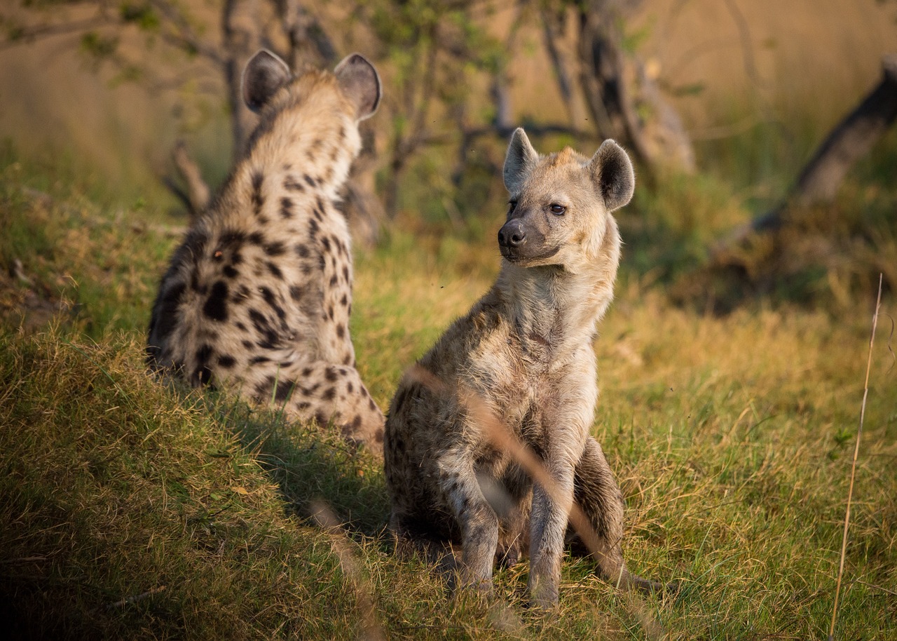 Wildlife_Kenya_Hyena_Masai Mara