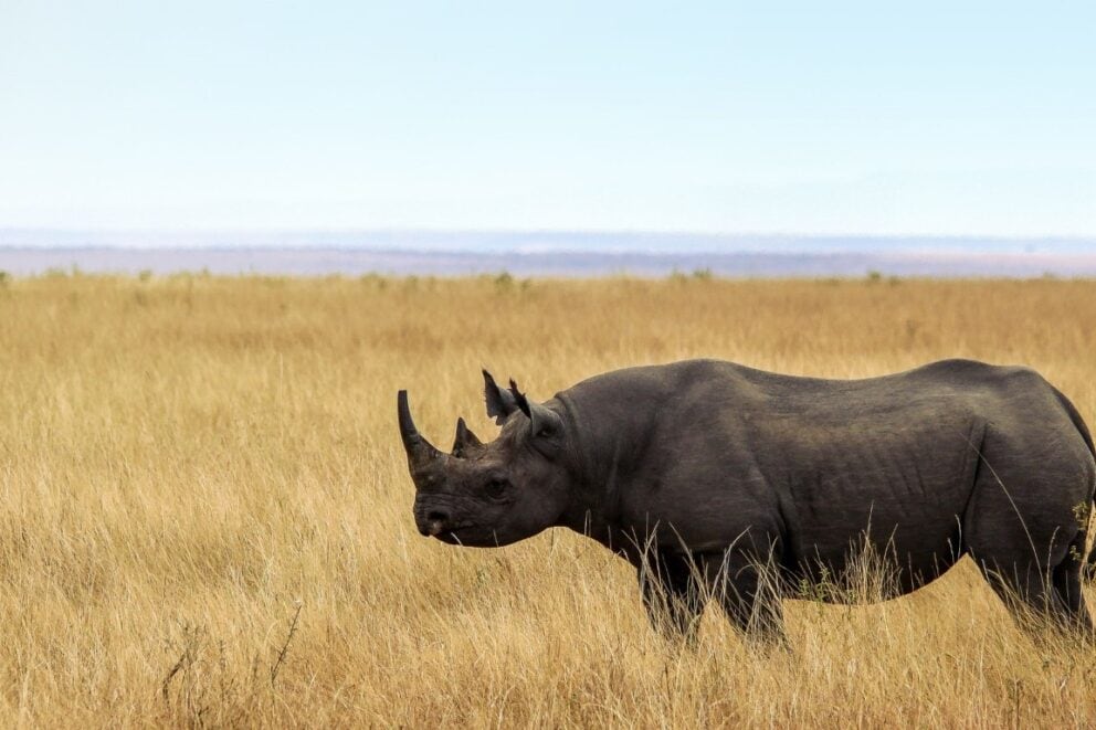 Black rhino in Tanzania | Photo: Steve and Bryce Kroencke