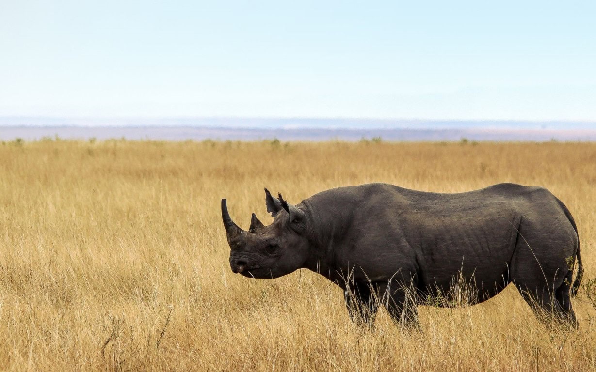 Black rhino in Tanzania | Photo: Steve and Bryce Kroencke