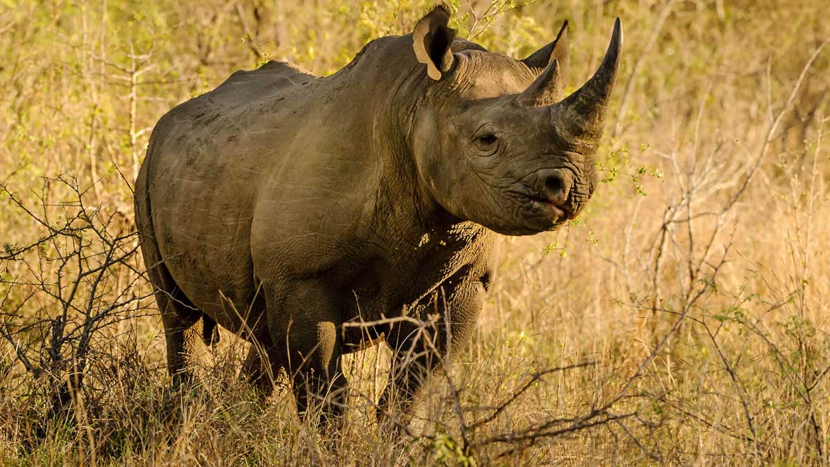 Black rhino tsavo