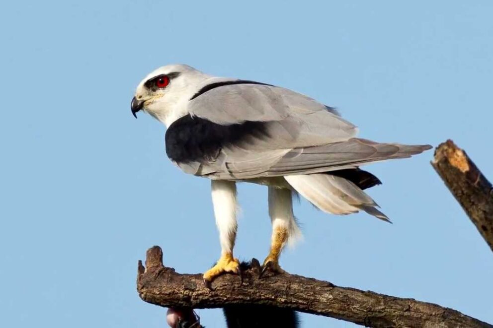 Black winged kite in Kenya.