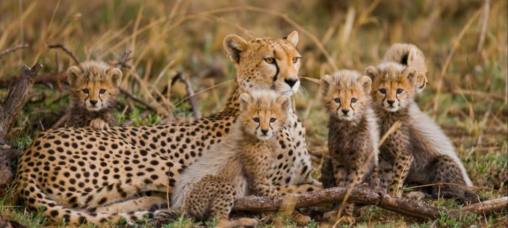 Cheetah family spotted on a Tsavo East Kenya Safari