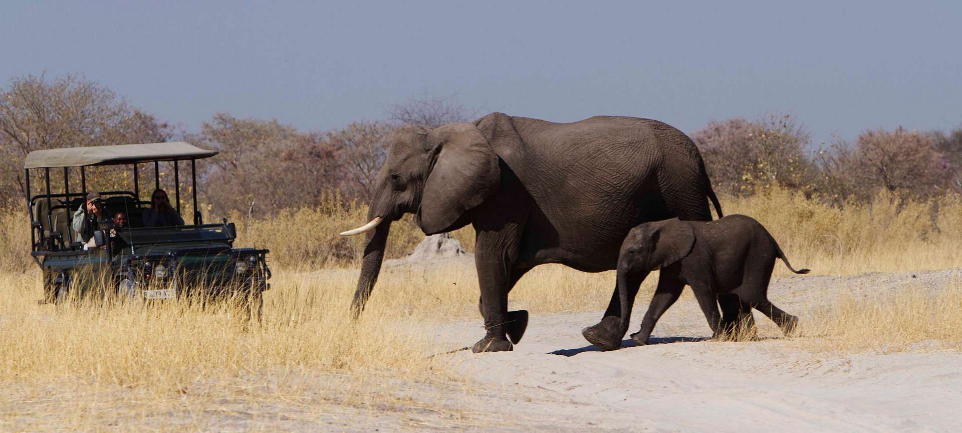 elephant spotting on a game drive