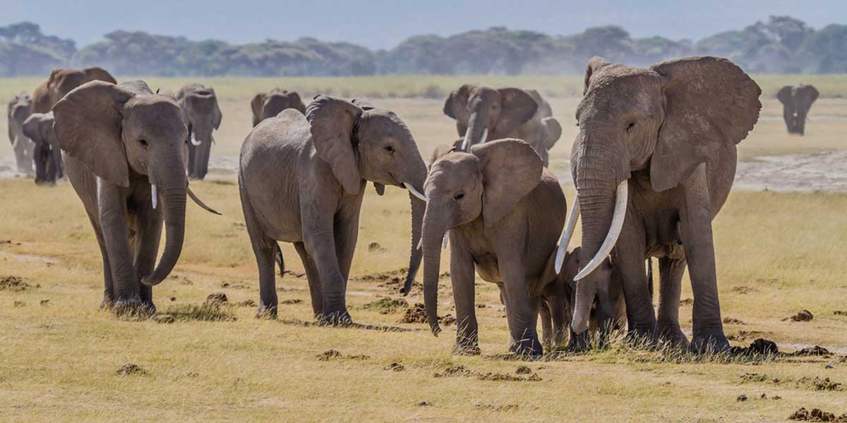 Elephants Amboseli | by blieusong Elephants Amboseli