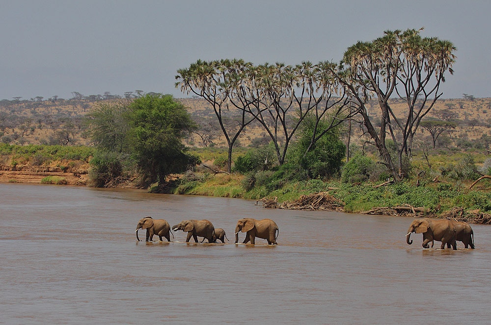 elephants crossing ewaso nyiro river