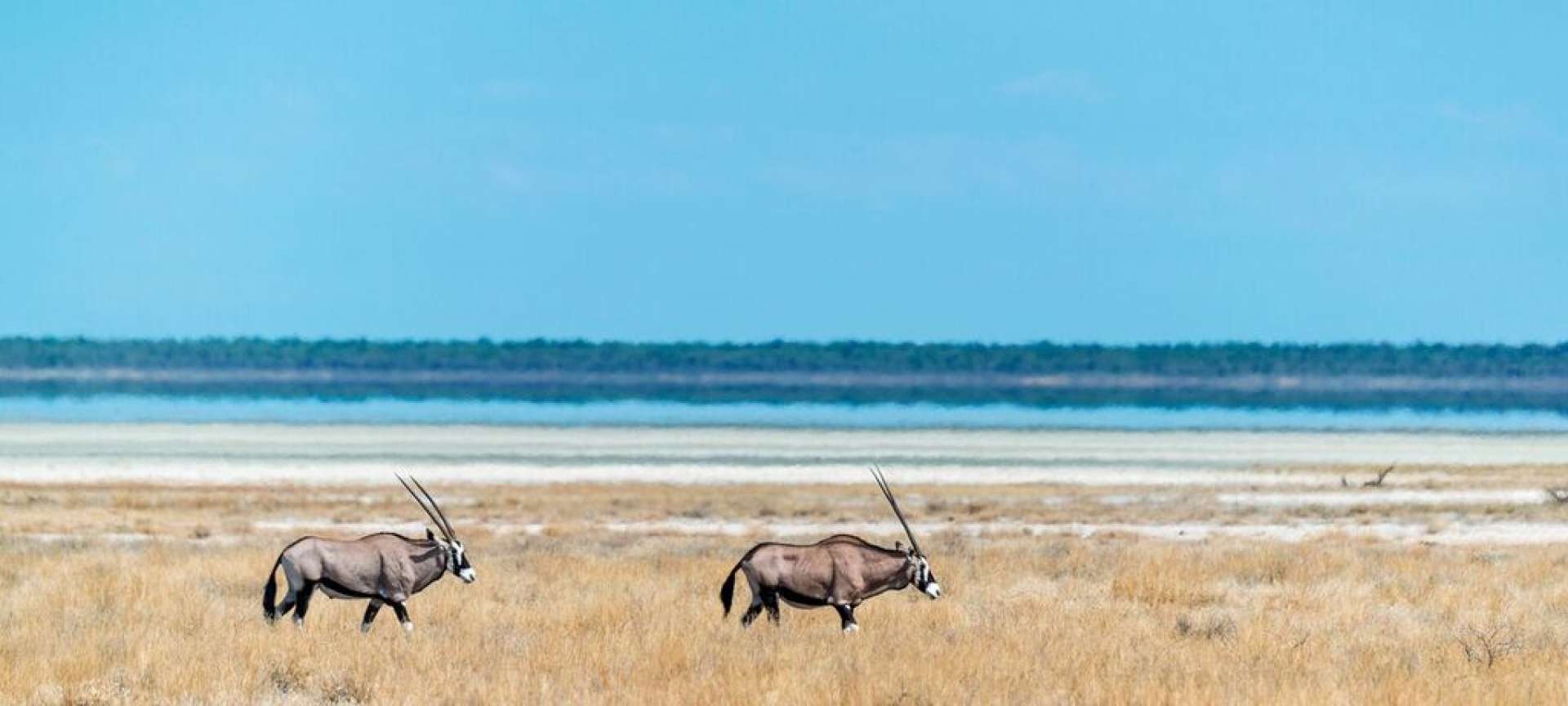 etosha national park gemsbok