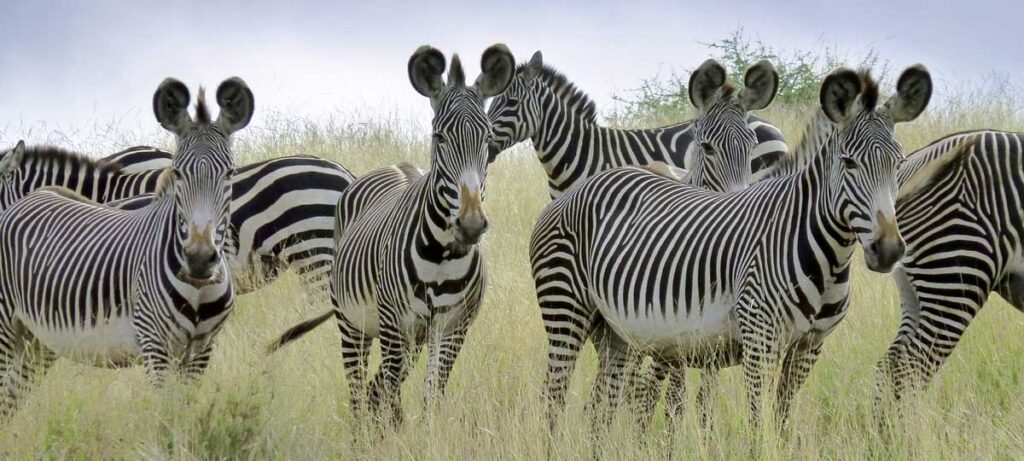 Grevy's zebra In Laikepa