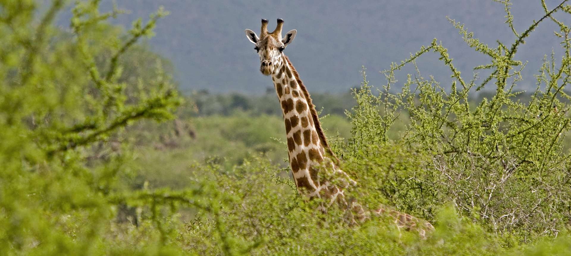 Giraffe_Tsavo East_Kenya