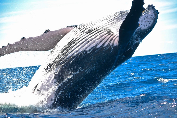 humpback whale kenya