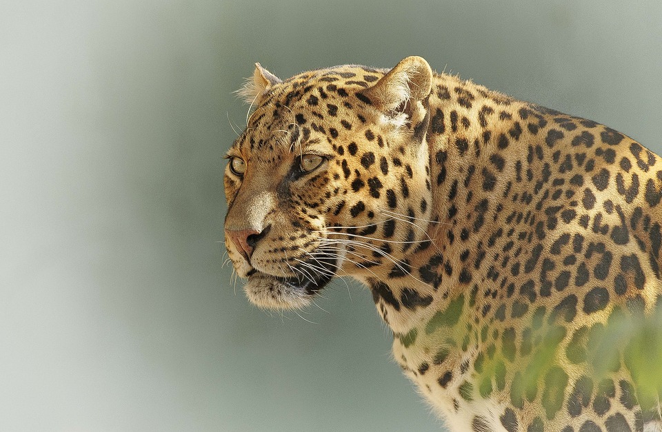 An intent glare by a leopard in the Tanzanian wilderness