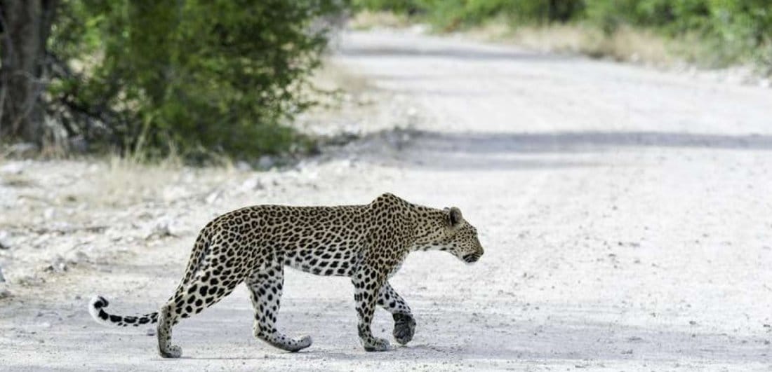 leopard onguma