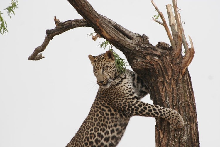 leopard tsavo west