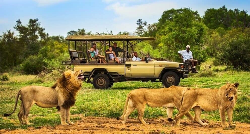 Four reasons why you need to visit Manyeleti Game Reserve