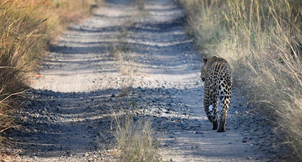 Four reasons why you need to visit Manyeleti Game Reserve