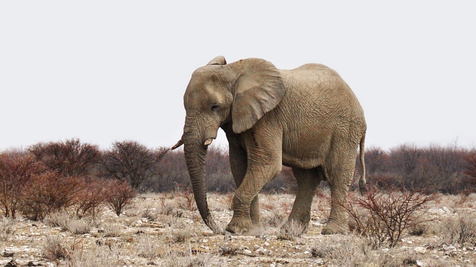 Namib Elephant in Namibia