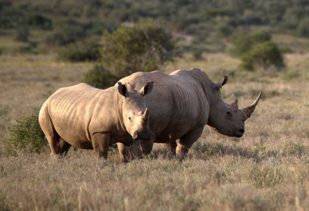 Rhinos roaming in Namibia