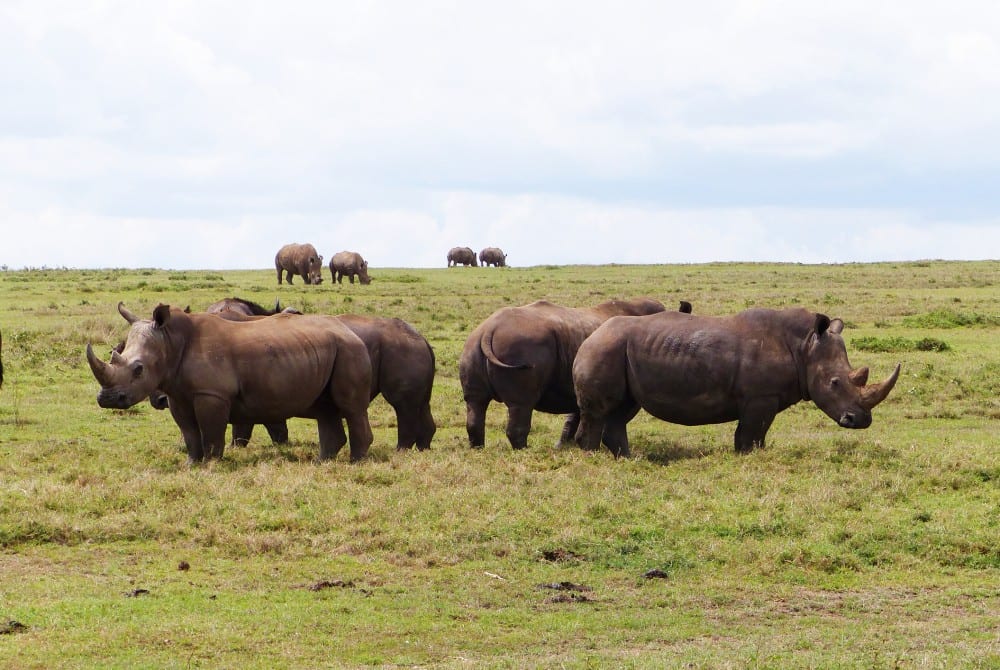 Nguli Rhino Sanctuary on a Kenya safari