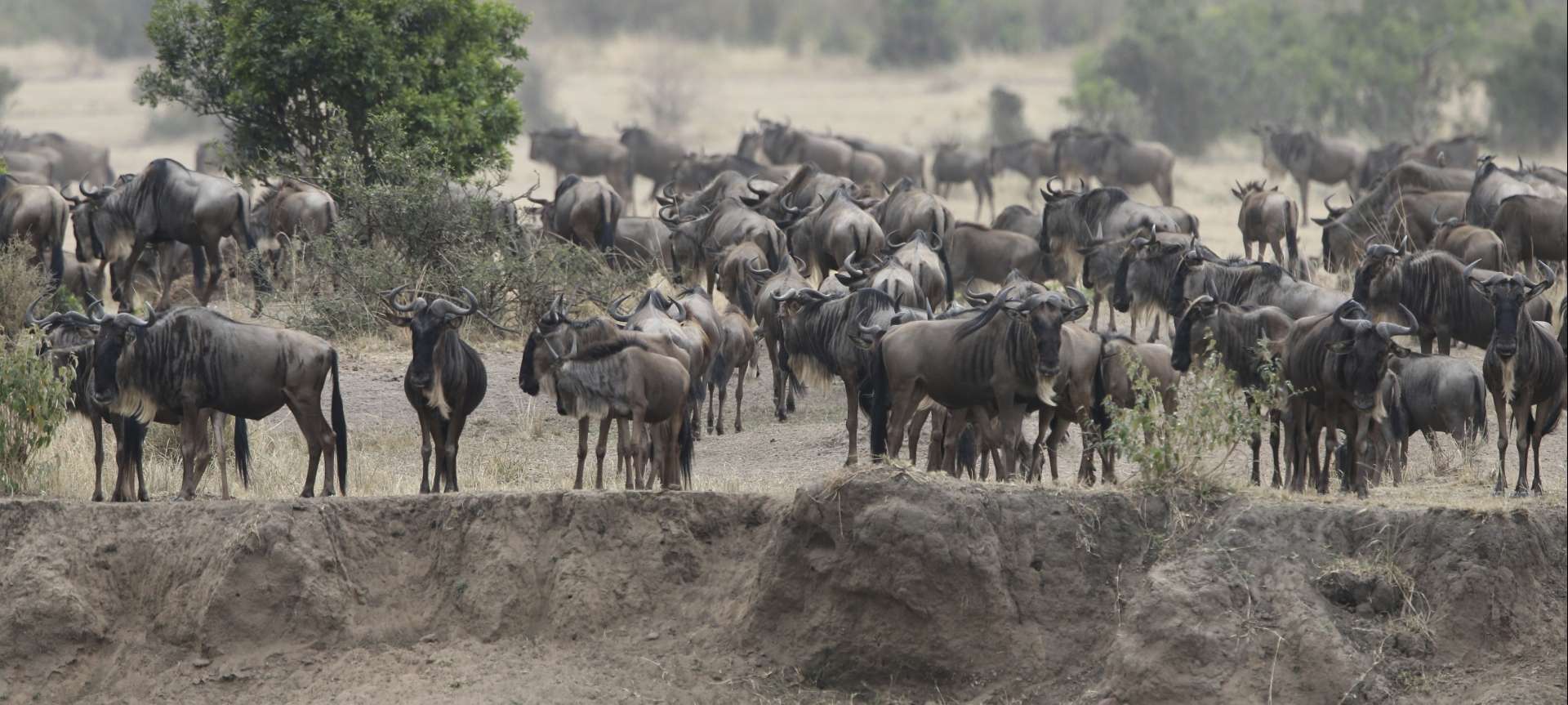 Migration_Kenya_Masai Mara