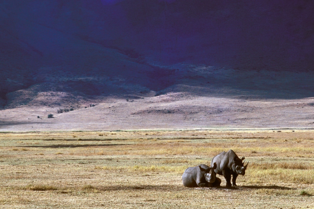 Rhinos relaxing close to the Ngorongoro Crater