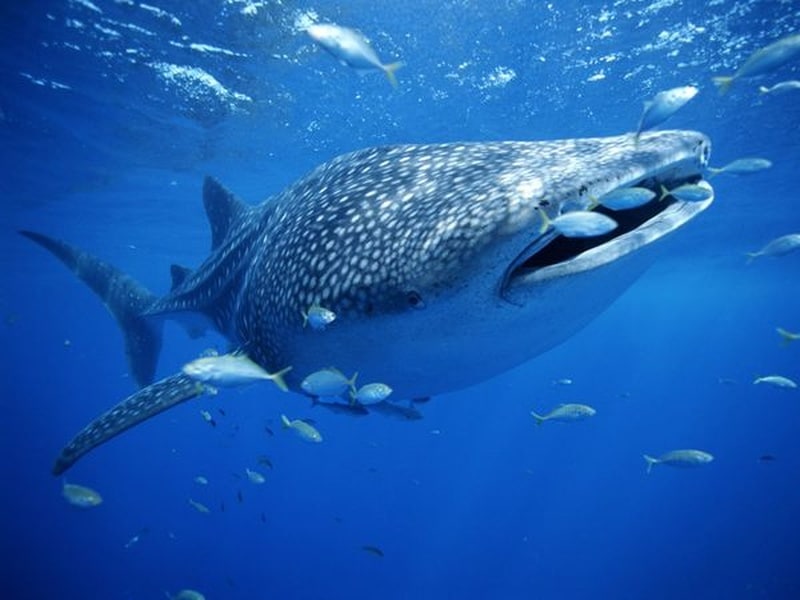 Whale sharks are prolific around Mafia Island