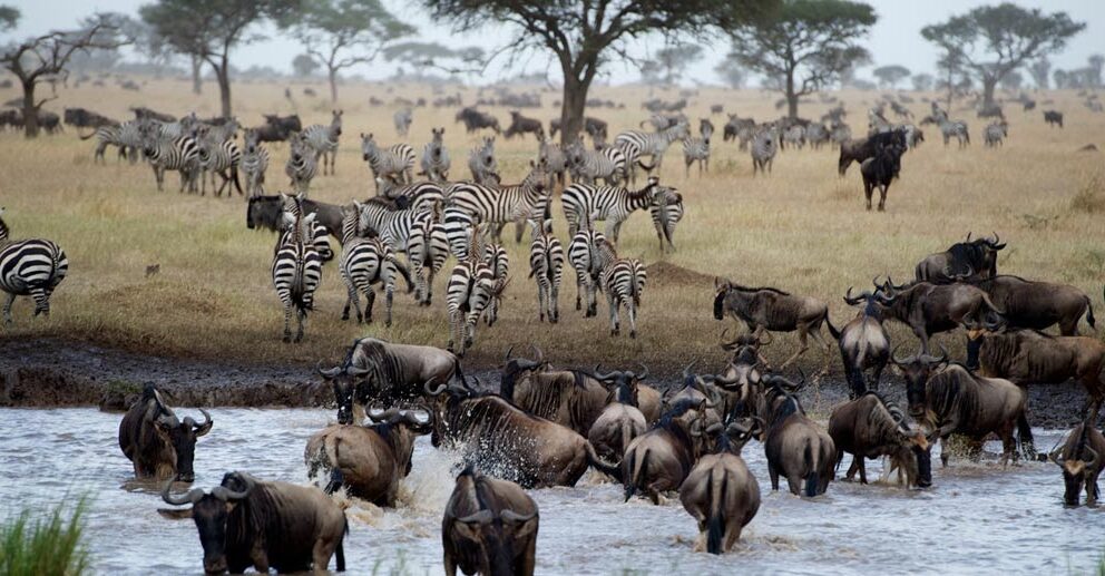 Wildebeest and zebras drink at a waterhole in the Serengeti National Park, Tanzania.