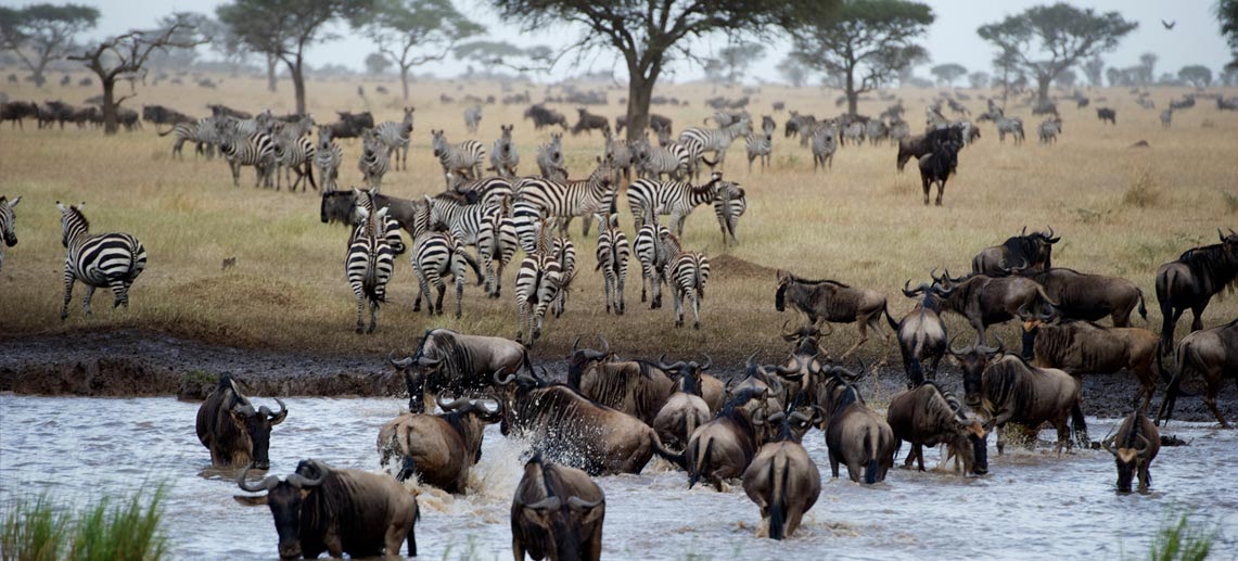 Wildebeest and zebra can be seen in large numbers in Tanzania this time of the year