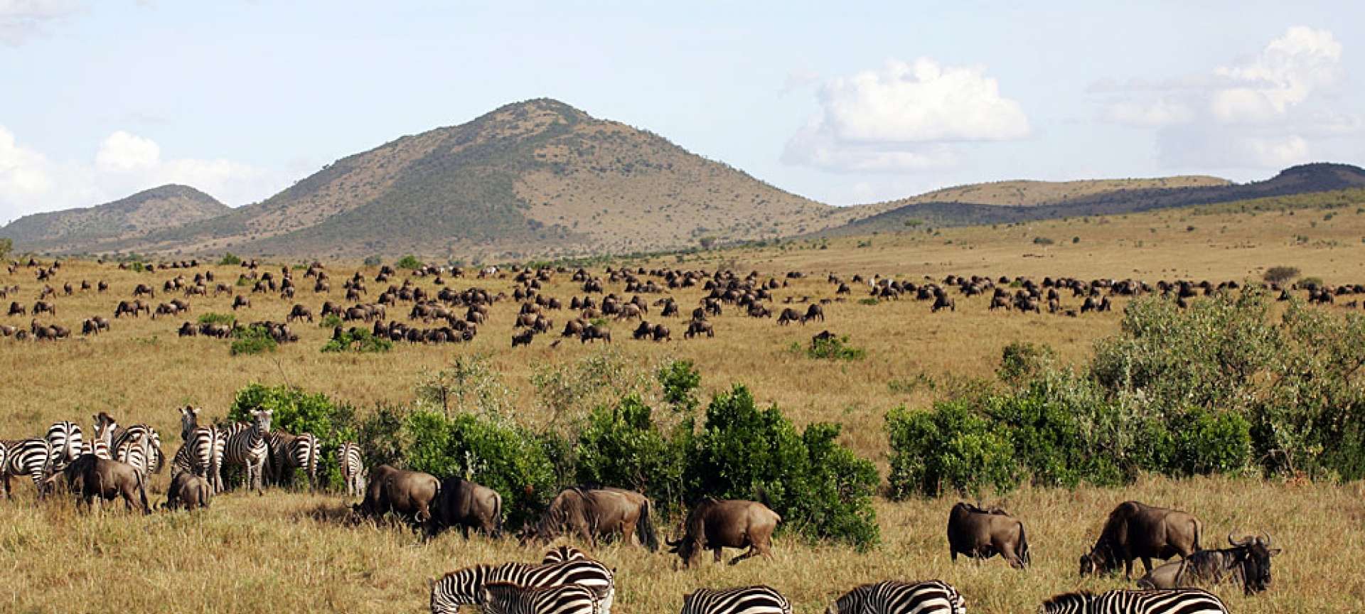 Wildebeest are in their numbers this time of the year