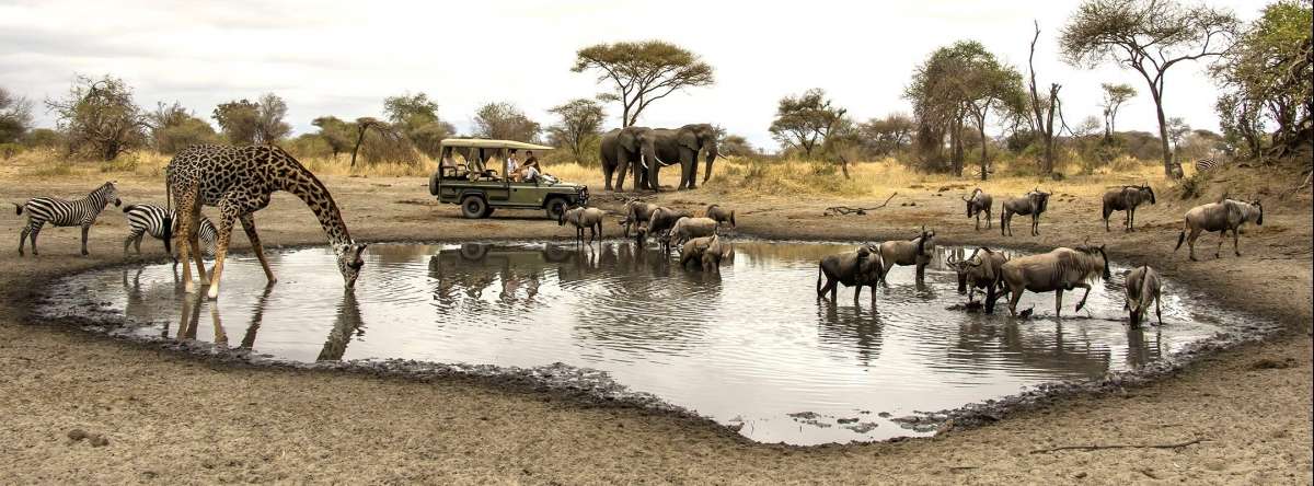 Wildlife at a waterhole in Tanzania