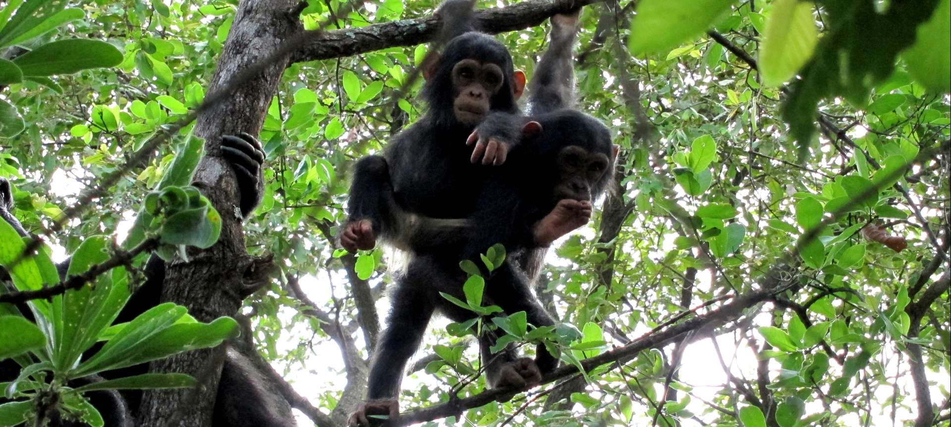 Gorgeous chimps hang around in Mahale Mountains NP